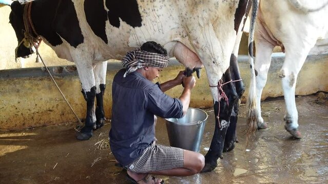 Pure Desi Cow Milk - Half Liter
